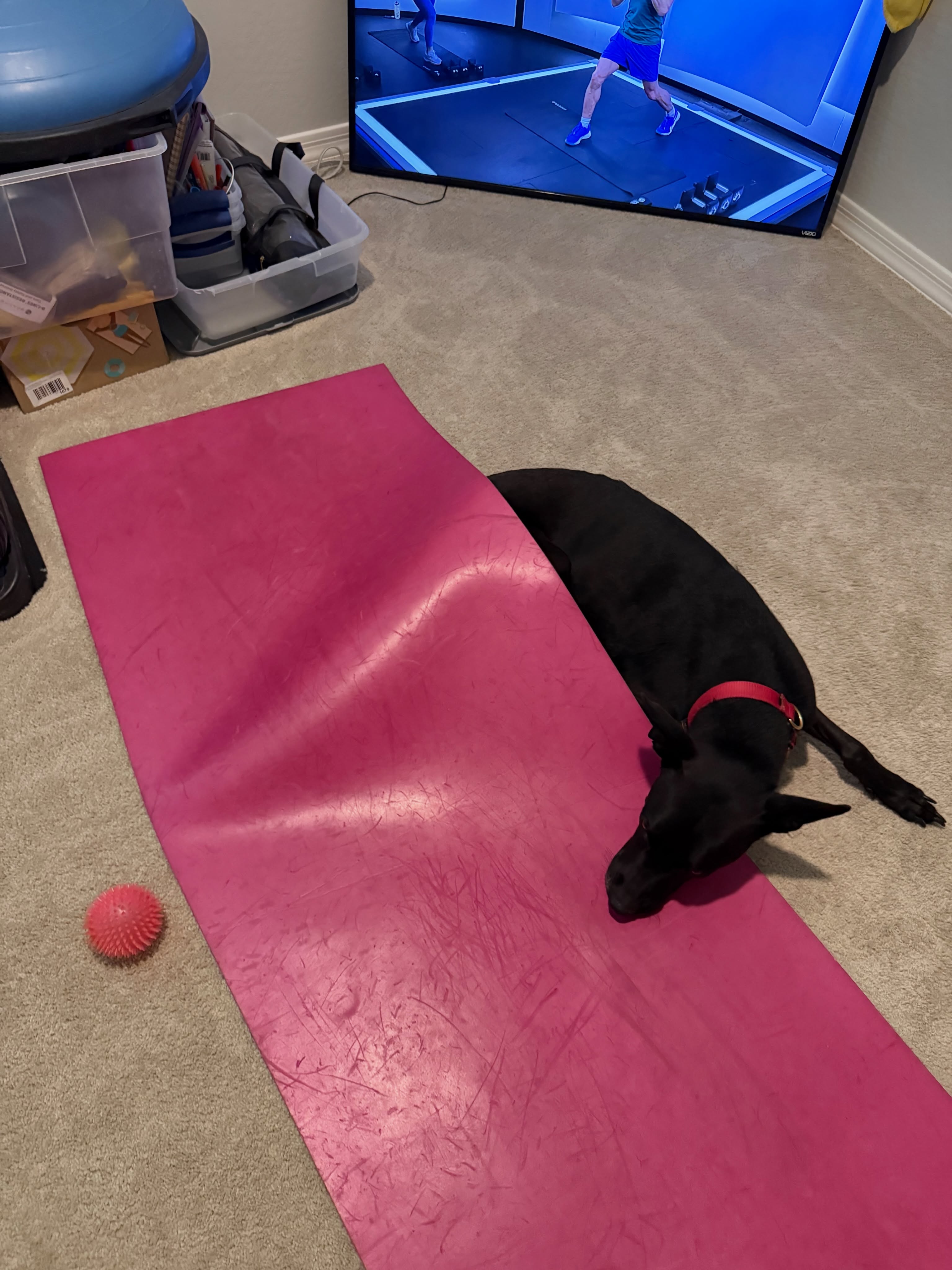 This was the sweetest! He certainly didn’t want to give me my space for my workout today. If I could’ve only captured the most amazing moment after my workout. I was in child’s pose, and he gave me the biggest snuggle with his head under my chin! And then he went into a downward dog nose to nose with me and child pose. It was such a beautiful doggy moment!
